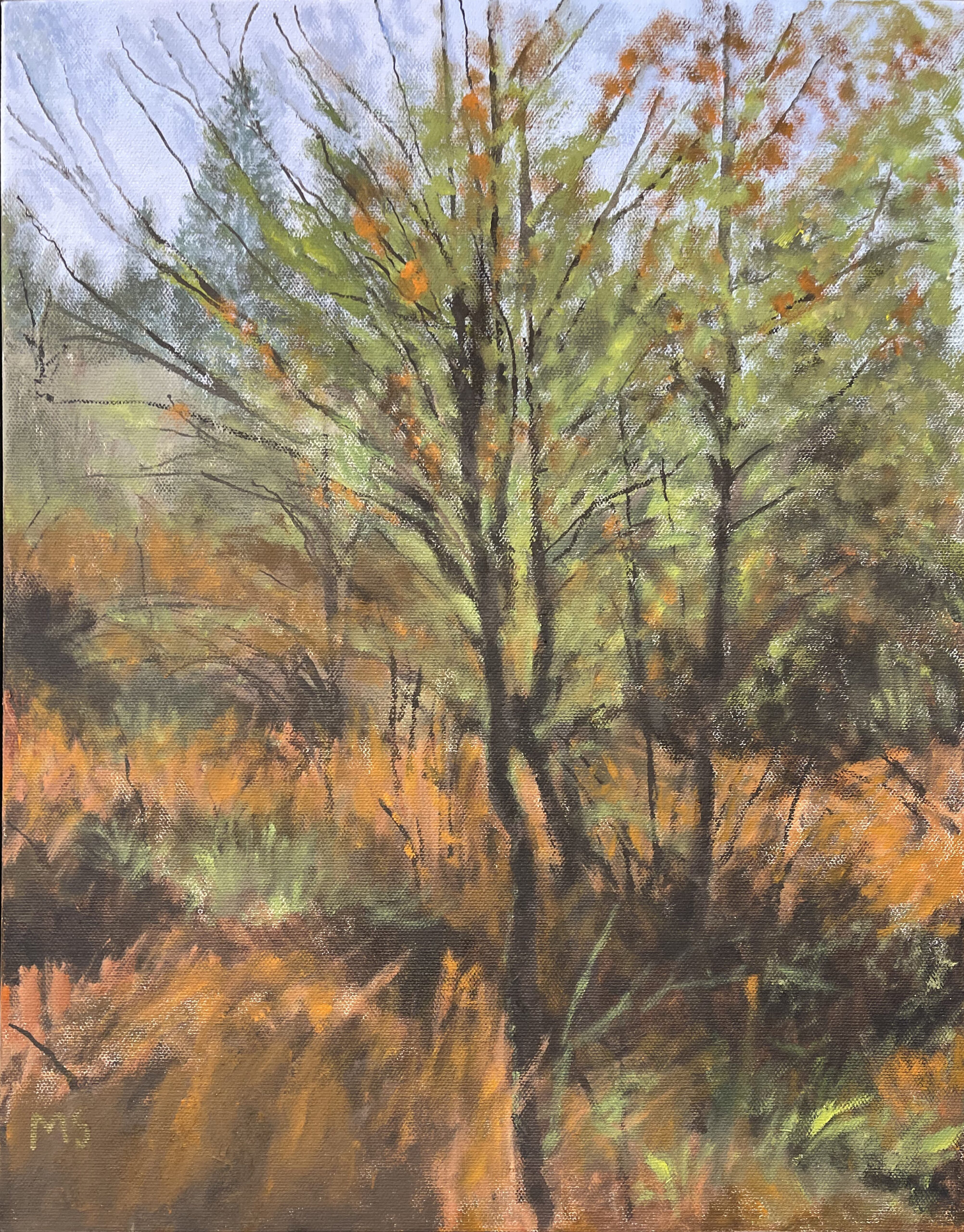 Autumn in Tice Woods
